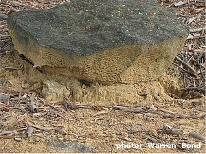 kangaroo ersosion