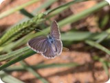Common Grass Blue