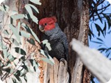 Male Gang-gang Cockatoo