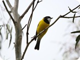 Golden Whistler