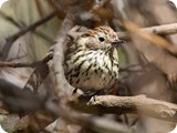 Speckled Warbler7