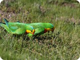 Superb Parrots
